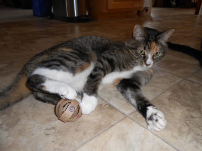 cat with cat toy