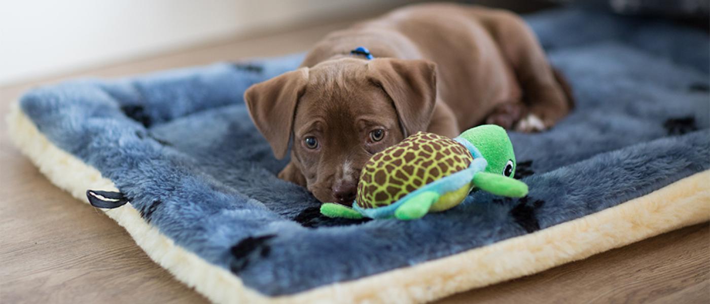 10 Tips for Feeding Puppies with Sensitive Stomachs Wellness Pet Food