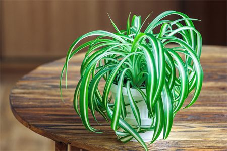 spider plant pet safe plants