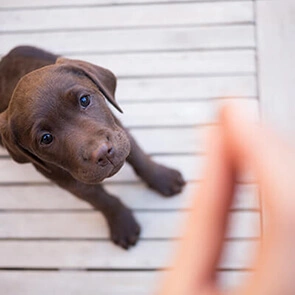 Homepage Dog Thumbnail